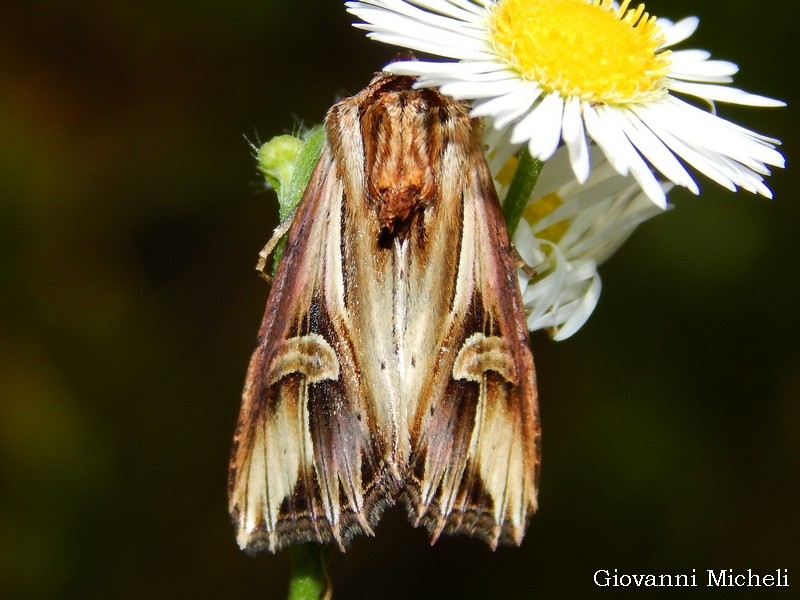 Actinotia polyodon